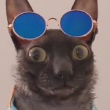 Telegram profile photo for Котики… и не только 😼