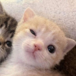 Telegram profile photo for ۶ৎ комочек ۶ৎ
