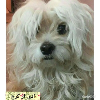Telegram profile photo for واگذاری رایگان سگ🐩 وآموزش