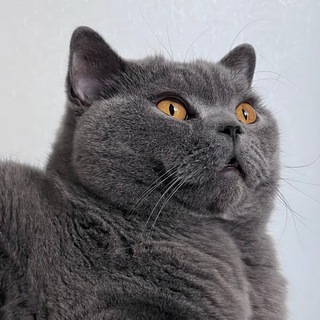 Telegram profile photo for Memes with love