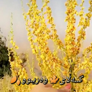 Telegram profile photo for گــەڵای🍁وەریـوو🍂