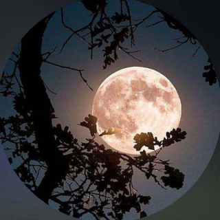 Telegram profile photo for 𝐖𝐢𝐭𝐡𝐞𝐫𝐞𝐝 𝗺𝗼𝗼𝐧