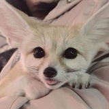 Telegram profile photo for Adapter: FennecOficial