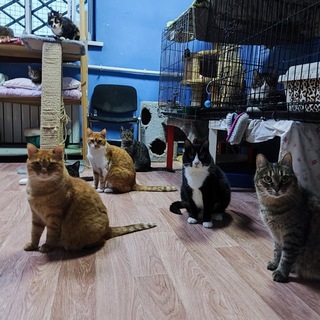 Telegram profile photo for Приют "Кошки Северной Пальмиры"
