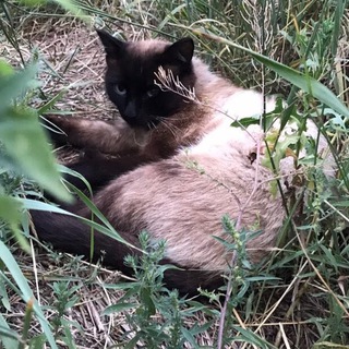 Telegram profile photo for Типичный Котя