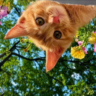 Telegram profile photo for لـ بَـسَـنْـت | 1425هـ დ