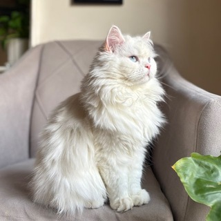 Telegram profile photo for Màyasic