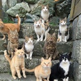 Telegram profile photo for КОШКИ CF