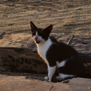 Telegram profile photo for my world