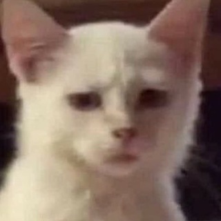 Telegram profile photo for POV: Ты кот Сося