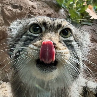 Telegram profile photo for тгк сои