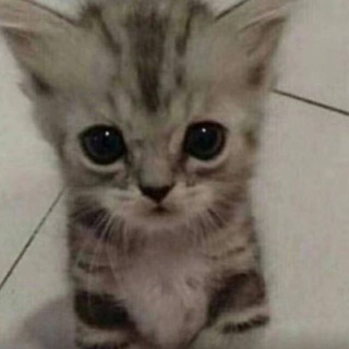 Telegram profile photo for маньяк люберцы