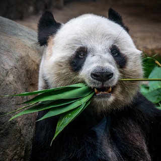Telegram profile photo for 熊二的梦