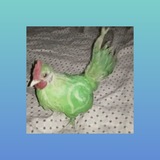 Telegram profile photo for my stock