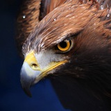 Telegram profile photo for خط نارنجی