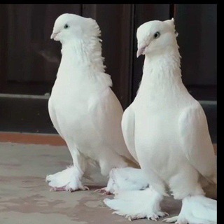 Telegram profile photo for Кабутар_ онлайн🕊🕊🕊