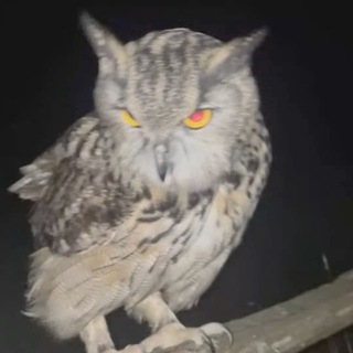 Telegram profile photo for طلاسم