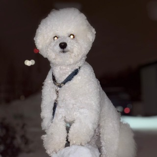 Telegram profile photo for Белый волк🐺