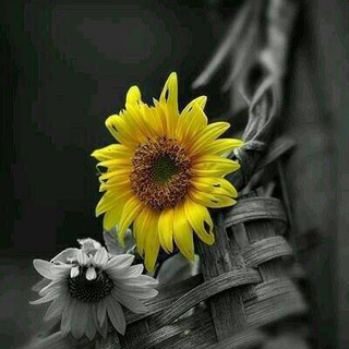 Telegram profile photo for لعلَّها شآفعة .