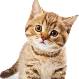 Telegram profile photo for Cats&other