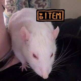 Telegram profile photo for 🐀CaffienatedRatArts🐀