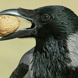 Telegram profile photo for 🌿گردو-Gerdoo🌿