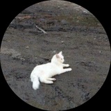 Telegram profile photo for яоками лайф