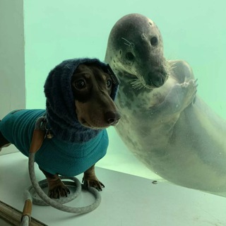 Telegram profile photo for dogwifseal $DWS Announcements / Verify