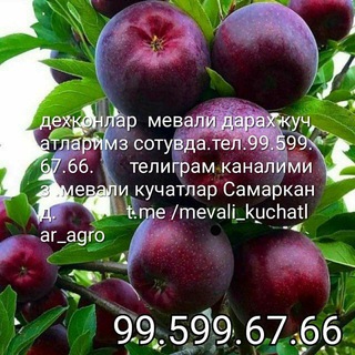 Telegram profile photo for Samarqand mevali kuchatlari