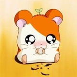 Telegram profile photo for 🐹