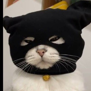Telegram profile photo for C ₐ ₜ ₚ ᵤ c c ᵢ ₙ ₒ 🐱🐱