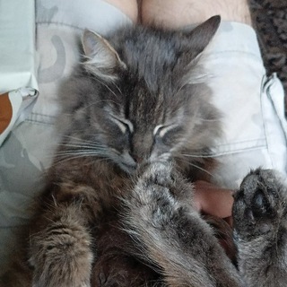 Telegram group profile photo for tusacat наличие