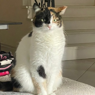 Telegram profile photo for Котюнчики на каждый день 🌸