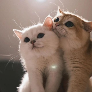 Telegram profile photo for اندوهِپناه