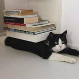 Telegram profile photo for پنجه های سرگردان🐾