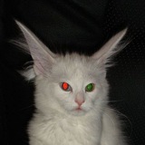Telegram profile photo for dark side of the castle.