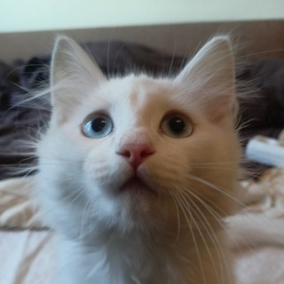 Telegram profile photo for Беляш