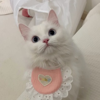 Telegram profile photo for Котики 🤍 Коты 🤍 Котята 🤍 Кошки
