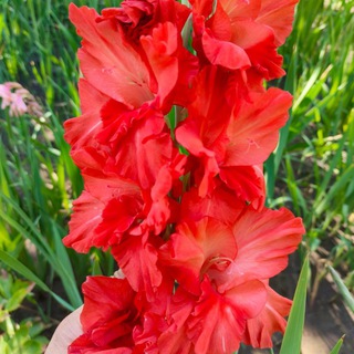 Telegram profile photo for Exotflowers.ru🌱Многолетние растения