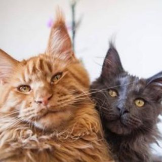 Telegram profile photo for Два котани