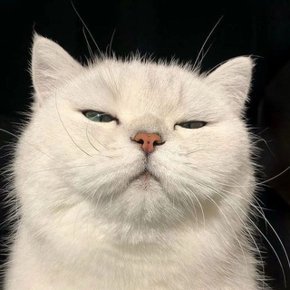 Telegram profile photo for π₯
