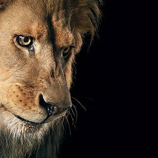Telegram profile photo for شیرِستون🦁