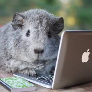 Telegram group profile photo for Чатик любителей МС