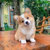 Telegram profile photo for Животные🥰