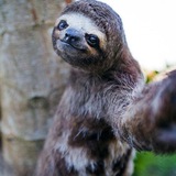 Telegram profile photo for SAFEHOUSE