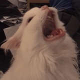 Telegram profile photo for THURSTON WAFFLES PORTAL