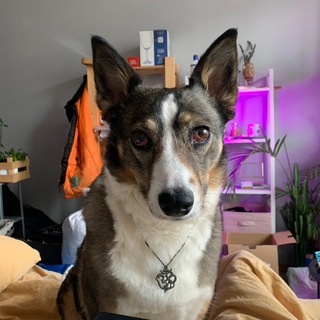 Telegram profile photo for что делает роза