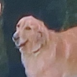 Telegram profile photo for Свої люди