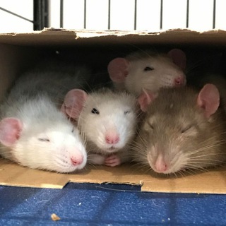 Telegram profile photo for Rodent Stash! π
