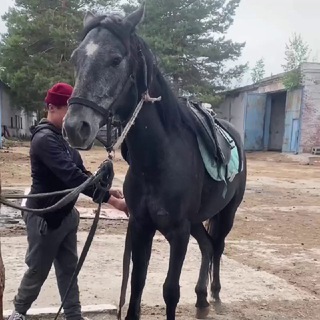 Telegram profile photo for ПРО КОНИ конный клуб